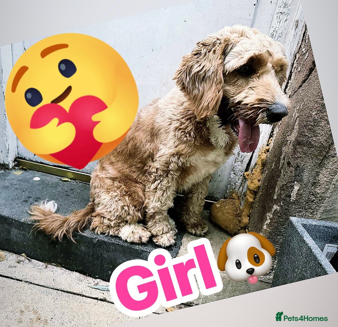 Cockapoo dogs for sale: Cockapoo Looking for her friendly familyHome 🐶🥰 - Image 1