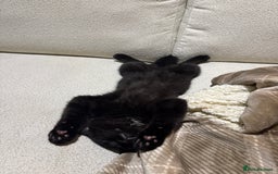 British Shorthair cats for sale: Meet Twilight 🖤 - Image 5