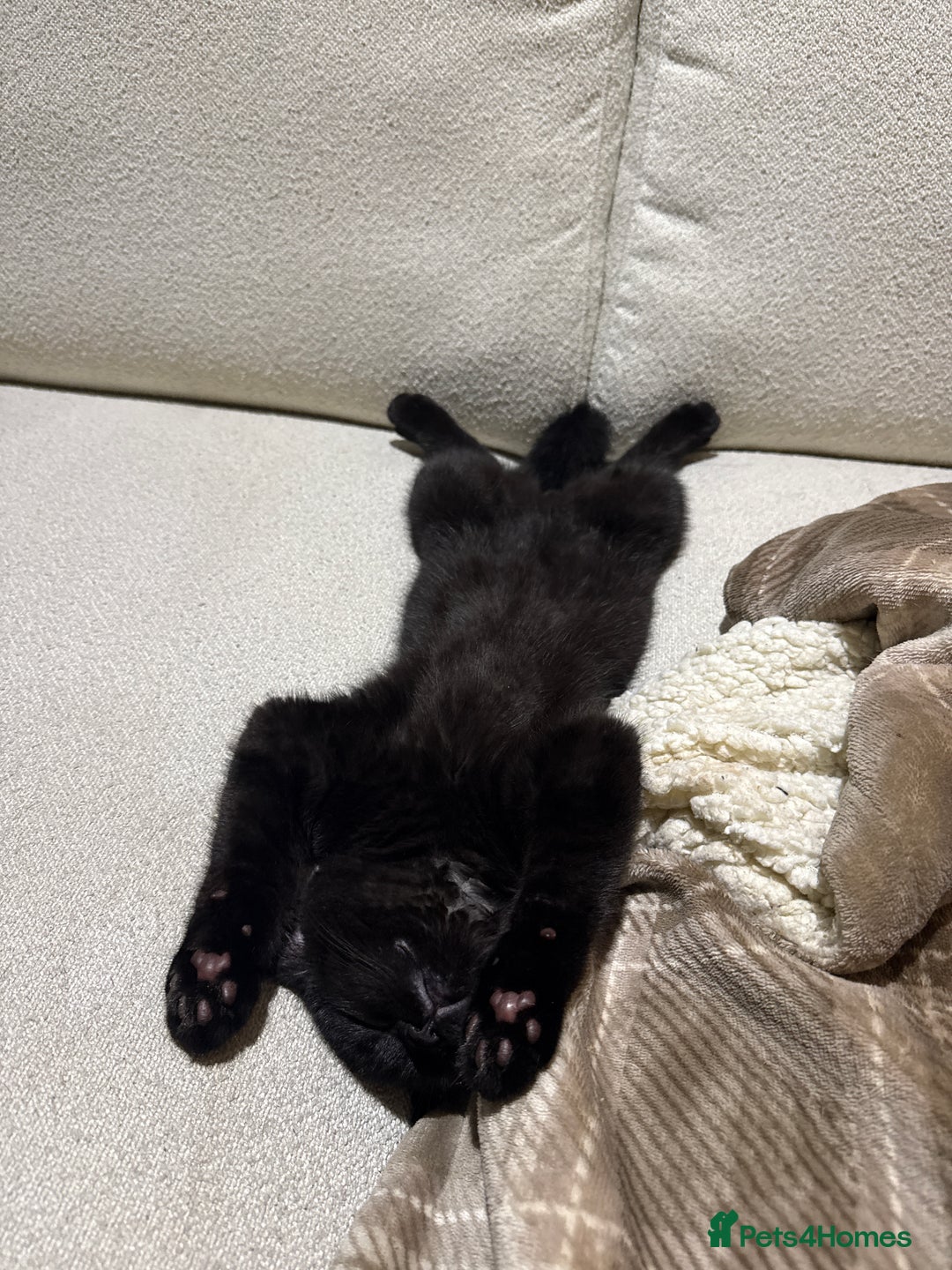 British Shorthair cats for sale: Meet Twilight 🖤 - Image 5