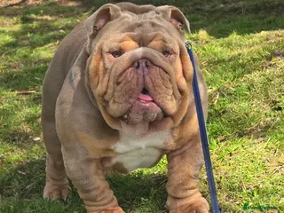 English Bulldog dogs Larry - Advert 19