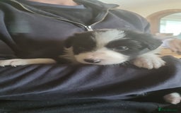 Border Collie dogs for sale: Border collie puppies with KC registered parents - Image 18