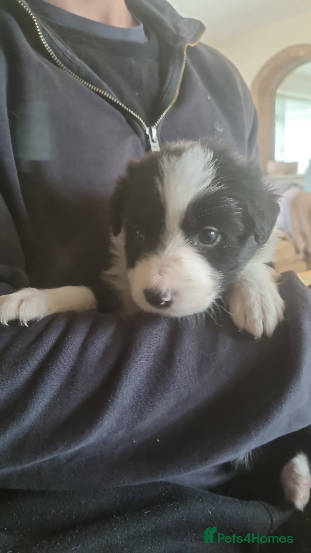 Border Collie dogs for sale: Border collie puppies with KC registered parents - Image 18