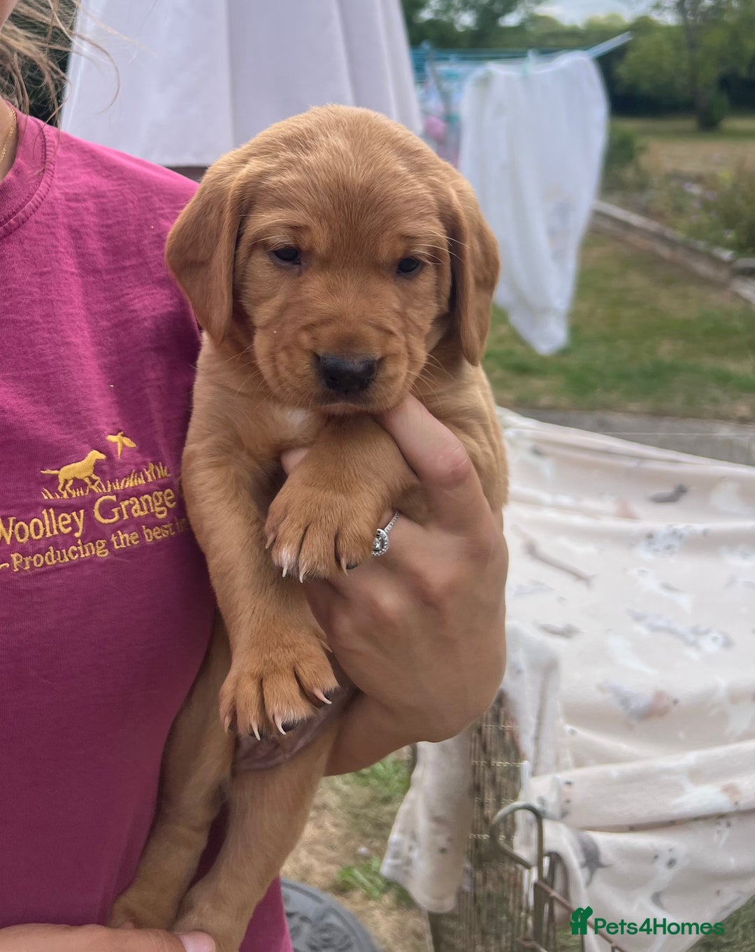 Cockerdor dogs for sale: One boy cockerdor puppy-Ready to go this weekend  - Image 5