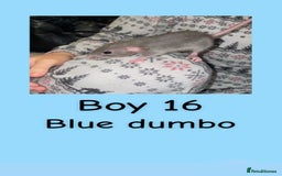 Rat rodents for sale: Beautiful baby rats looking for forever homes! - Advert 31