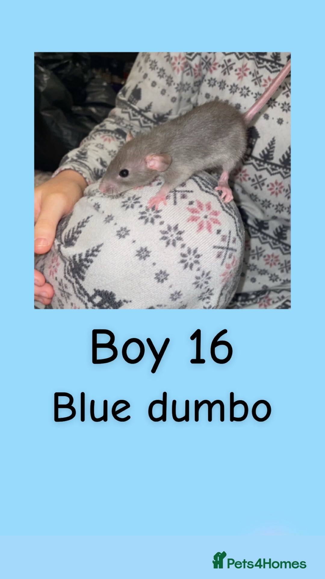 Rat rodents for sale: Beautiful baby rats looking for forever homes! - Advert 31