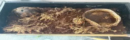 Frog reptiles for sale: Pac-Man frog (horned frog)  - Advert 7