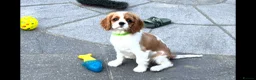 Cavalier King Charles Spaniel dogs for sale: Cavalier King Charles Spaniel Puppies  - Advert 5