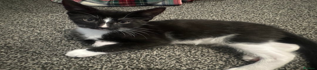 British Shorthair Kitten 1