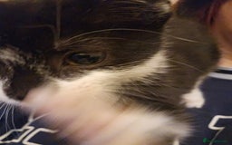 Mixed Breed cats for sale: 12 week old kittens for sale - Advert 8