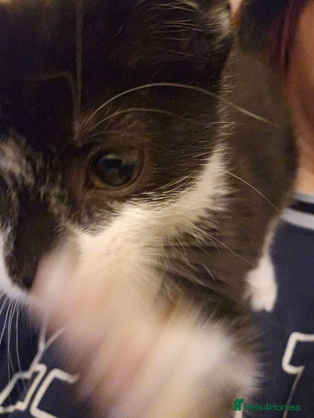 Mixed Breed cats for sale: 12 week old kittens for sale - Advert 8