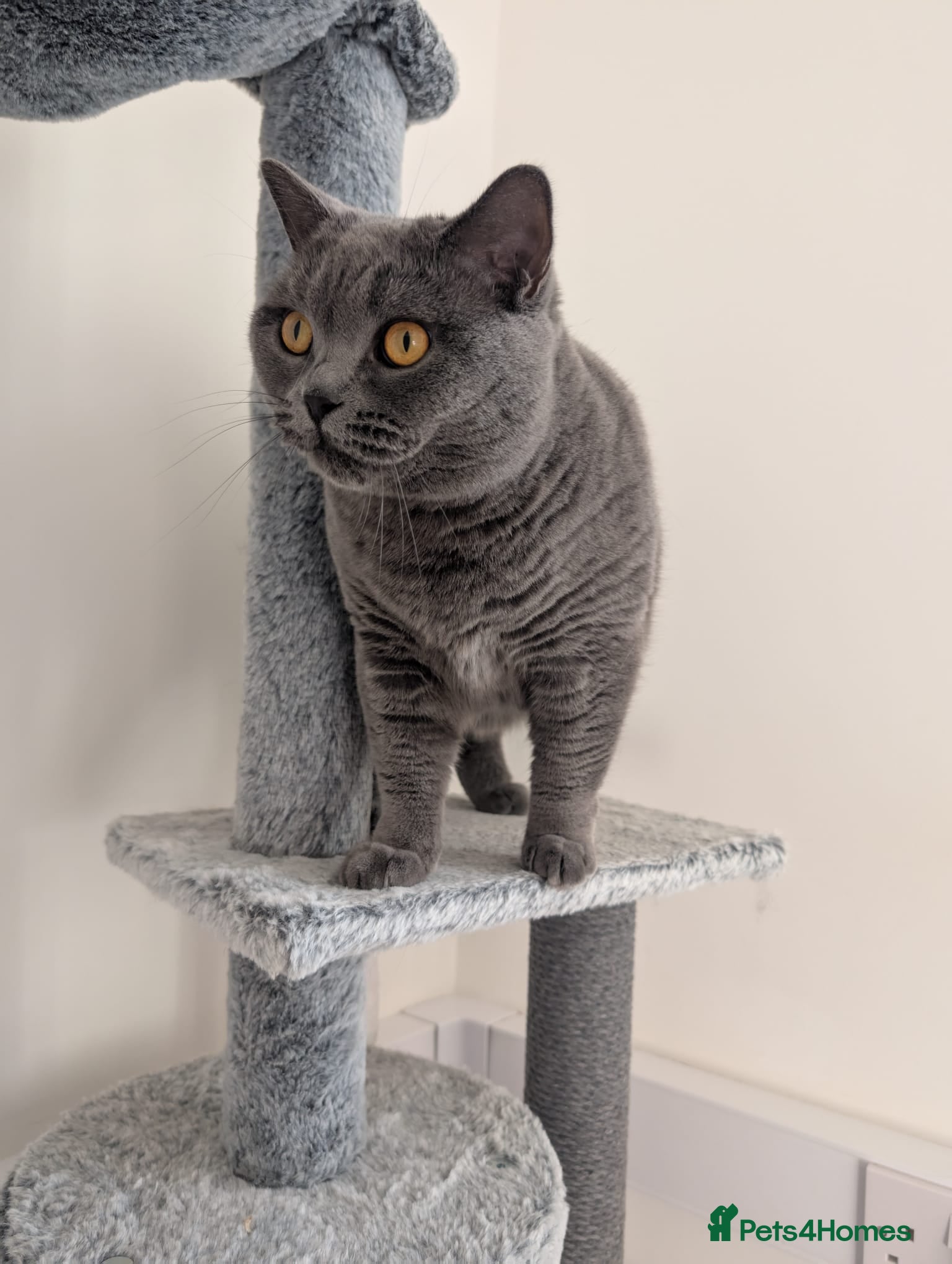 British Shorthair cats Kiwi British shorthair female  - Advert 3