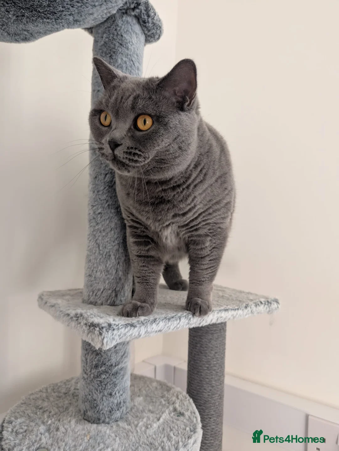 British Shorthair cats for sale: Kiwi British shorthair female  - Advert 1