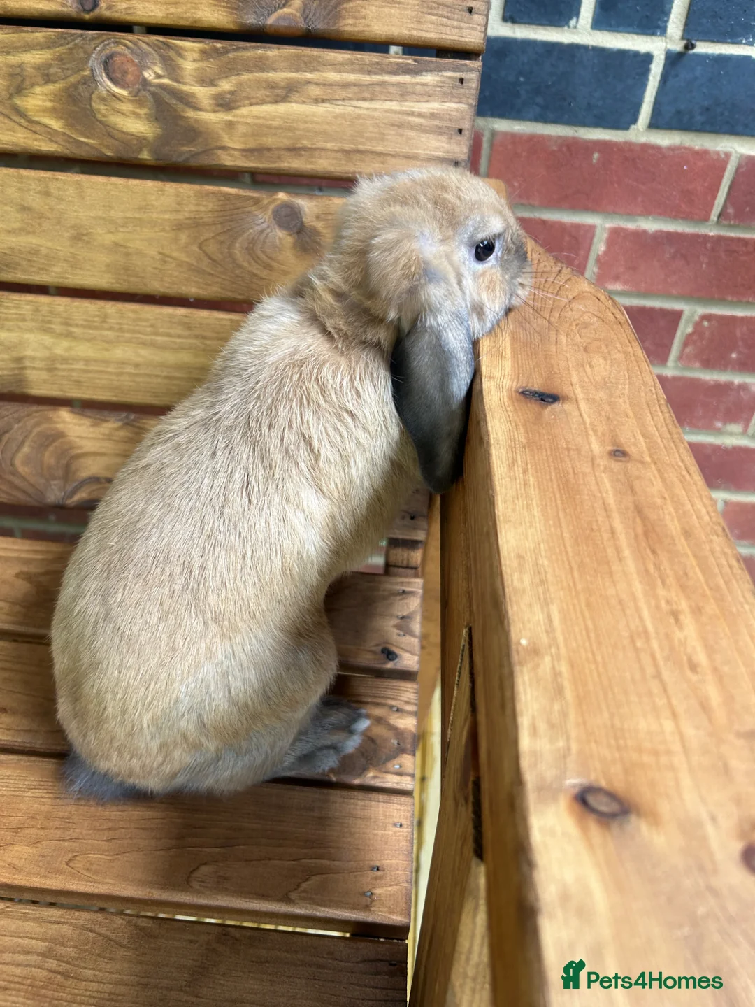 Mini Lop rabbits for sale: Pure mini lop - Advert 4