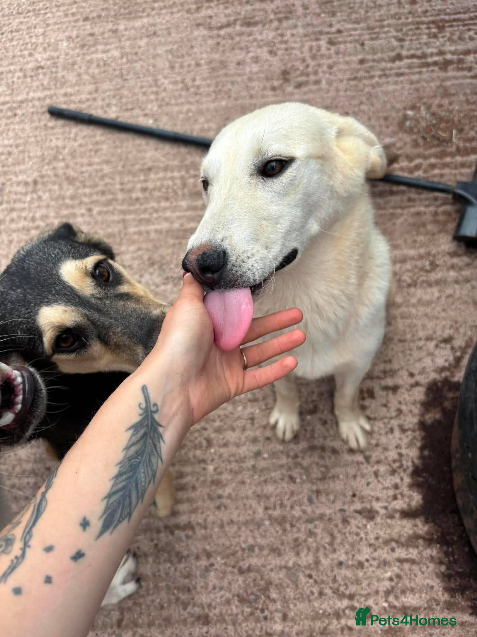 Mixed Breed dogs Meet Luna, currently residing in Cheshire  - Advert 2
