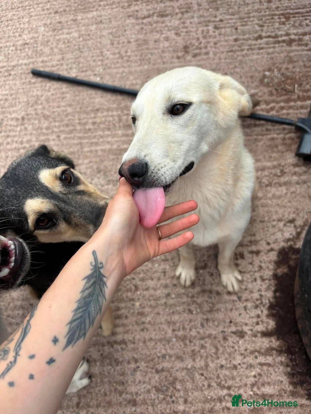 Mixed Breed dogs for adoption: Meet Luna, currently residing in Cheshire  - Advert 1