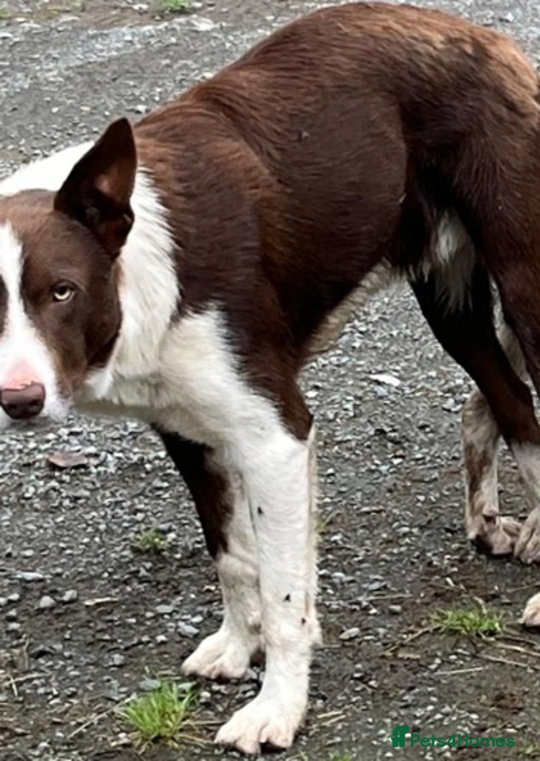 Mixed Breed dogs for sale: husky x pointer puppies  - Advert 4