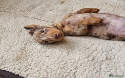 Miniature Dachshund dogs for sale: Gorgeous Mini Smooth Dachshunds Ready Now - Image 10