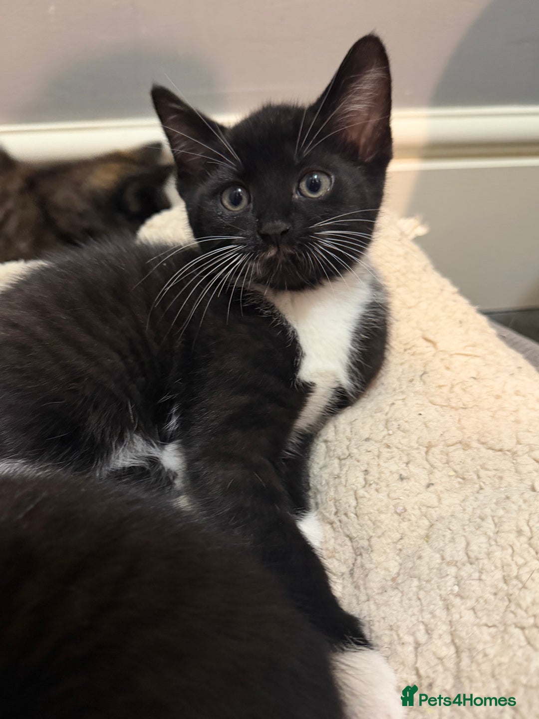 Mixed Breed cats for sale: 5 kittens for sale - Advert 16