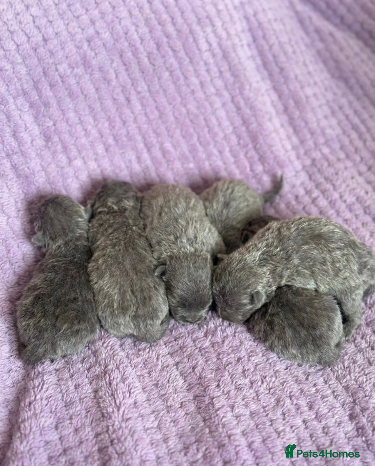 British Shorthair cats British Blue Short Hair Kittens  - Advert 1