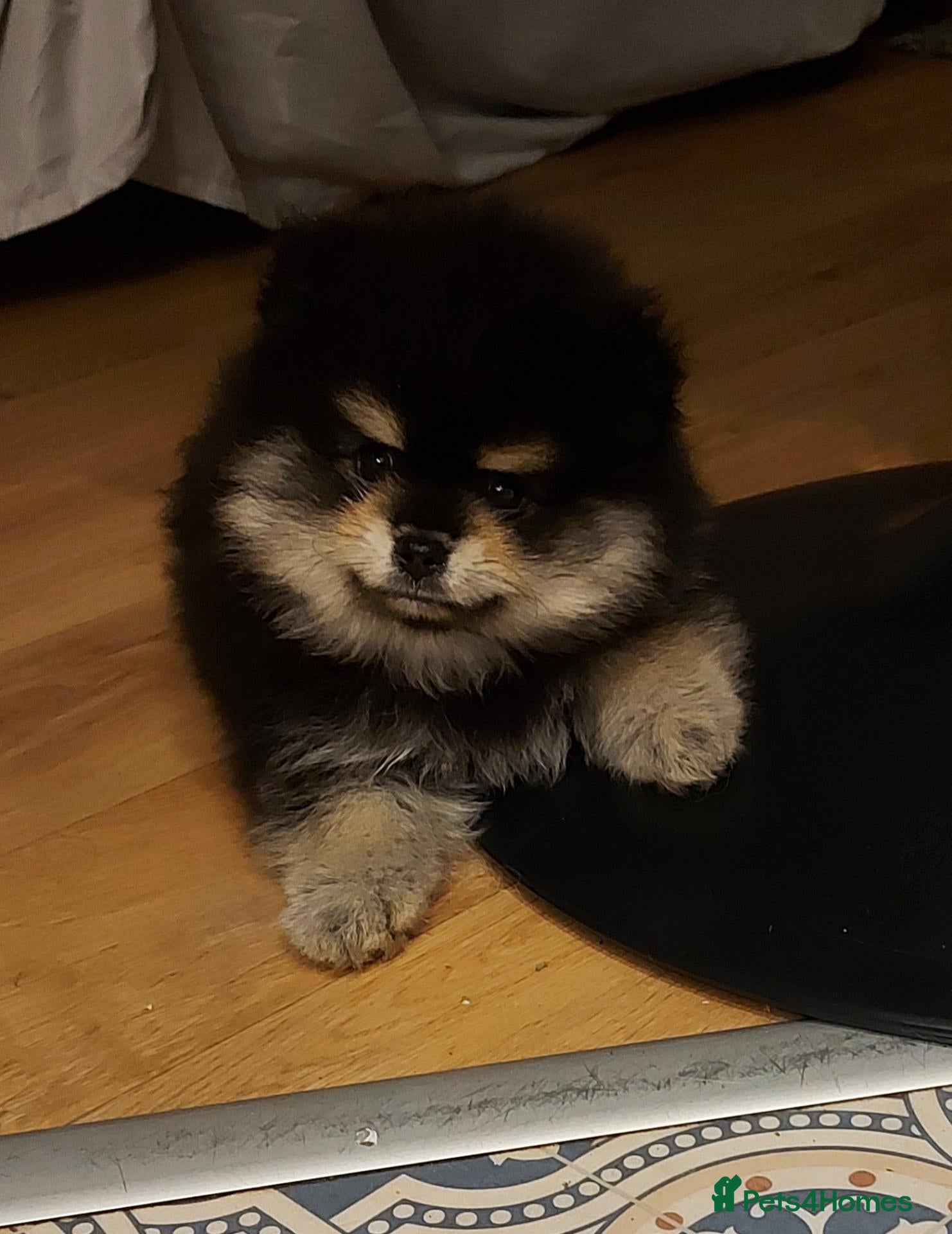 Pomeranian dogs for sale: Stunning Pomeranian Boy Puppy - Advert 9