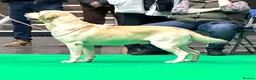 Labrador Retriever dogs for sale: 2 beautiful boys unreserved from first litter  - Advert 6