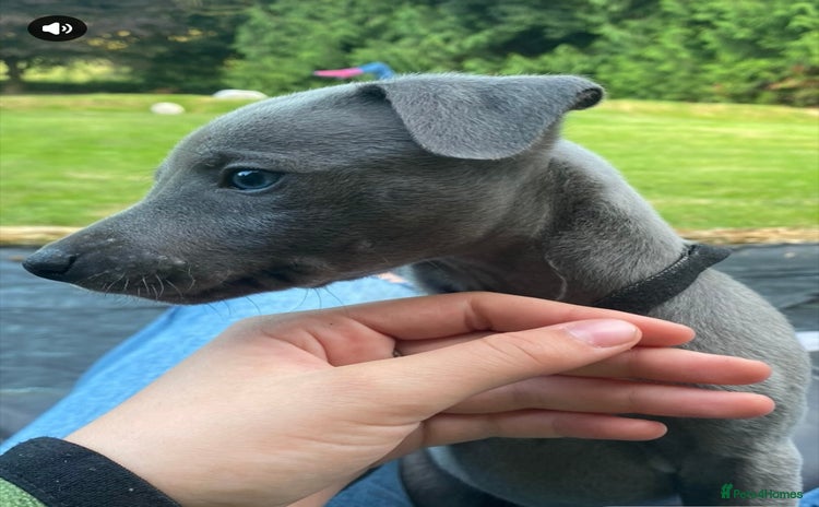 Whippet dogs - Advert 4