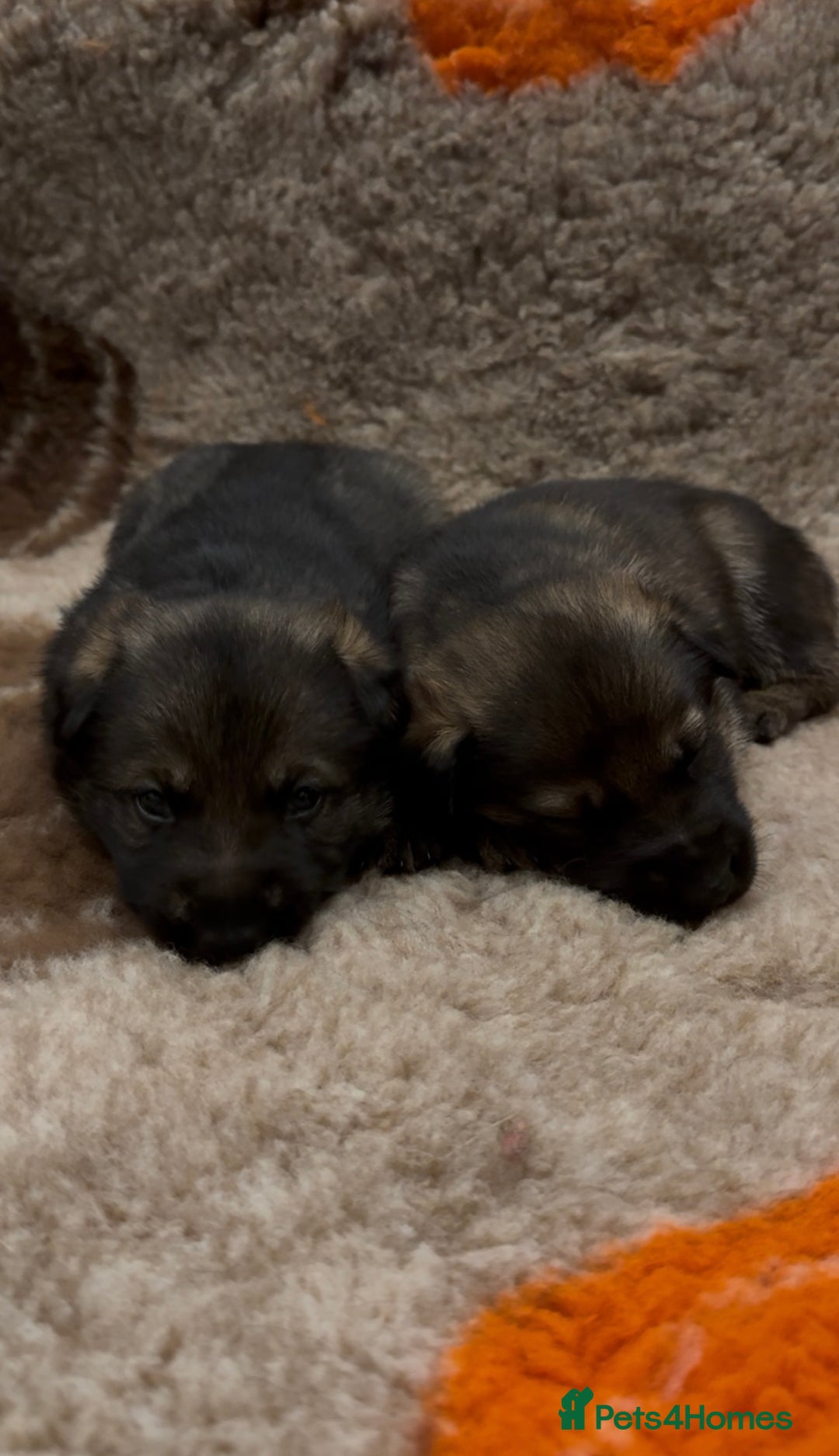 German Shepherd dogs for sale: Beautiful Working Line German Shepherd Puppies - Advert 5