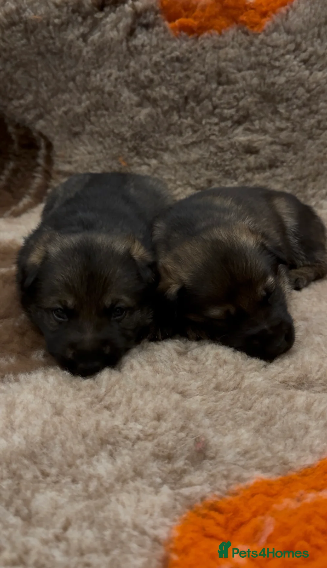 German Shepherd dogs for sale: Beautiful Working Line German Shepherd Puppies - Advert 6