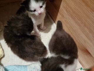 Domestic Shorthair cats - Advert 6