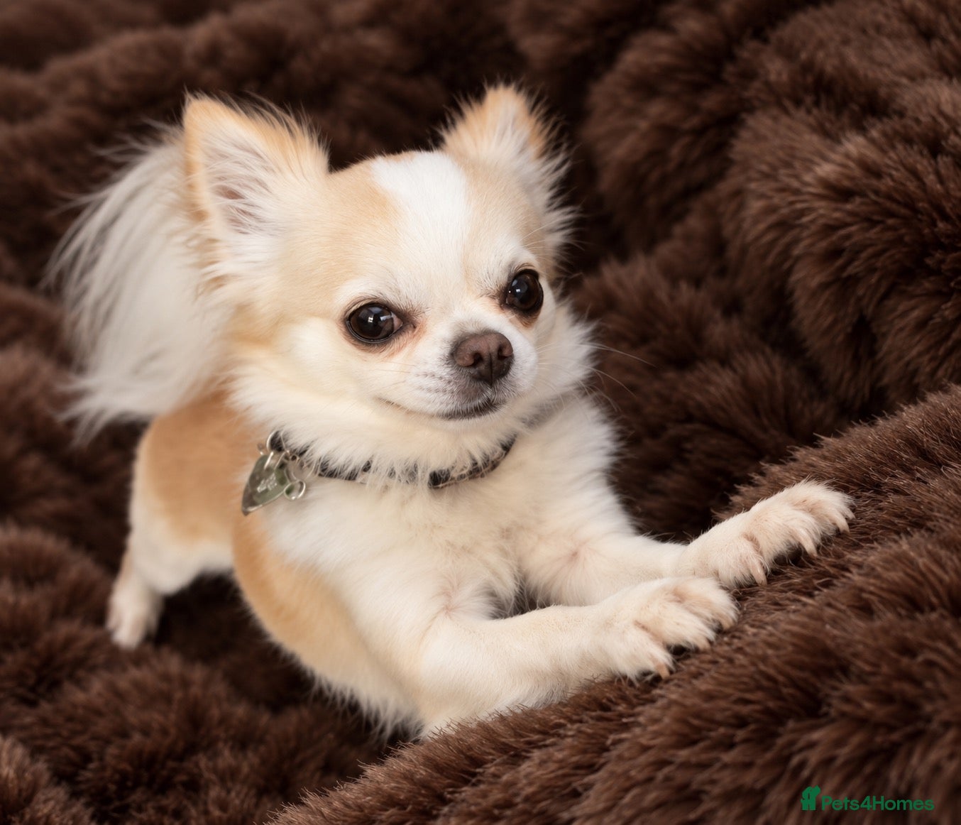 Chihuahua dogs BEAR—KC REGISTERED LONGCOAT CHIHUAHUA STUD SERVICE - Advert 2