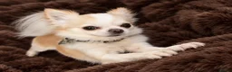 Chihuahua dogs for stud: BEAR—KC REGISTERED LONGCOAT CHIHUAHUA STUD SERVICE - Advert 2