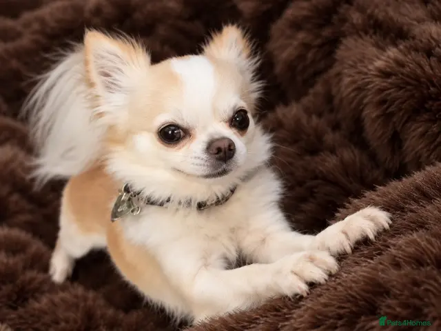 Chihuahua dogs BEAR—KC REGISTERED LONGCOAT CHIHUAHUA STUD SERVICE - Advert 2