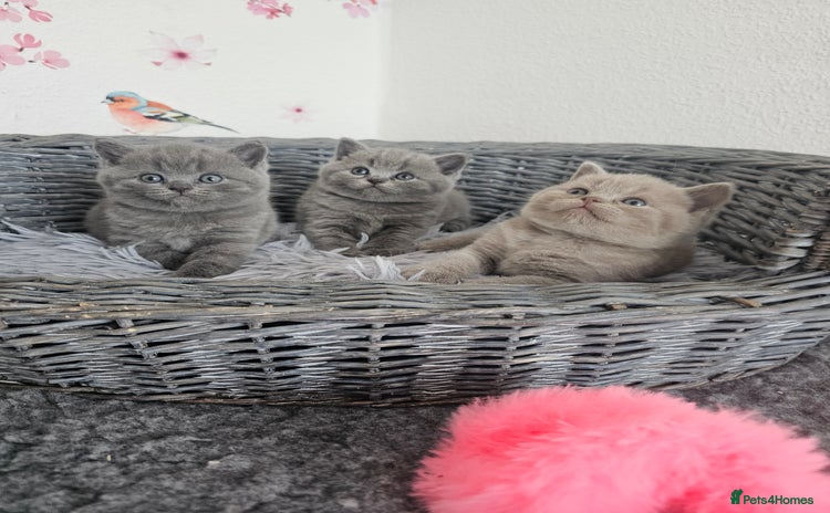 British Shorthair cats - Advert 1