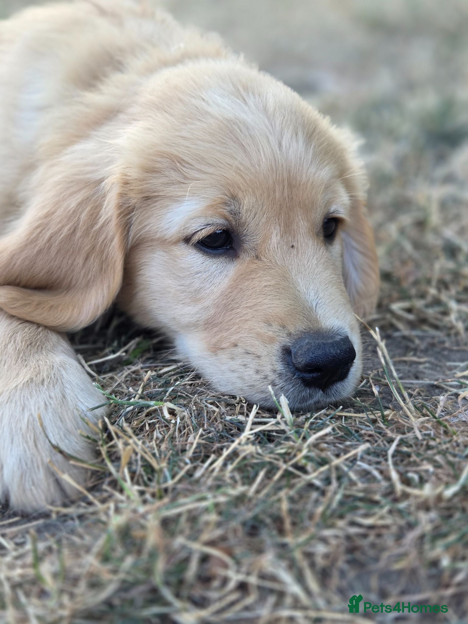 Golden Retriever dogs KC Fully health tested ONE BOY LEFT 🐾 - Advert 2