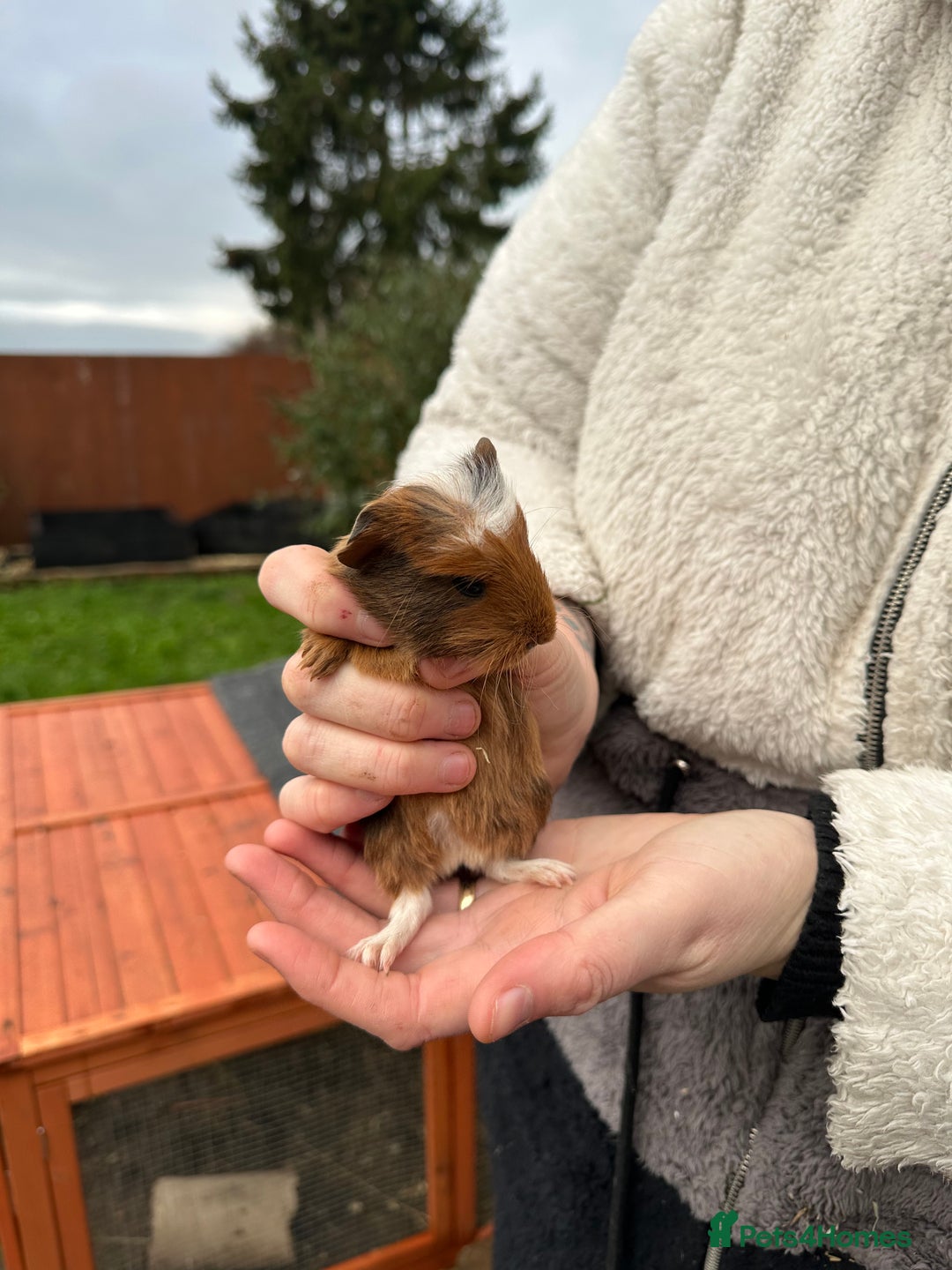 Guinea Pig rodents for sale: Male baby’s  - Advert 1