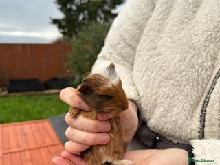 Guinea Pig rodents Male baby’s - Advert 2