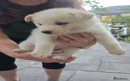 Siberian Husky dogs for sale: Siberian husky pups  - Image 12