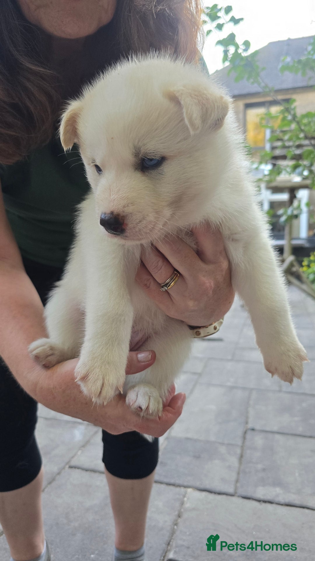 Siberian Husky dogs for sale: Siberian husky pups  - Image 12