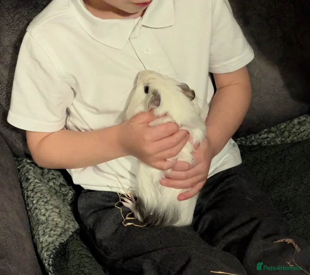 Guinea Pig rodents for sale: 2 male guinea pigs - free to a good home - Advert 7