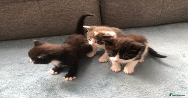 Mixed Breed cats - Advert 1