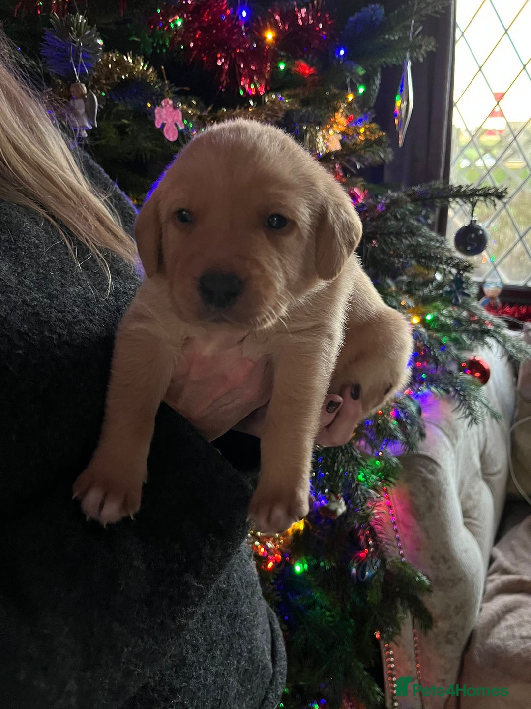 Labrador Retriever dogs for sale: KENNEL CLUB REGISTERED LABRADOR PUPPIES  - Advert 16