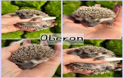 Pygmy Hedgehog rodents for sale: Beautiful African Pygmy Hedgehog Hoglets 💕 - Image 3