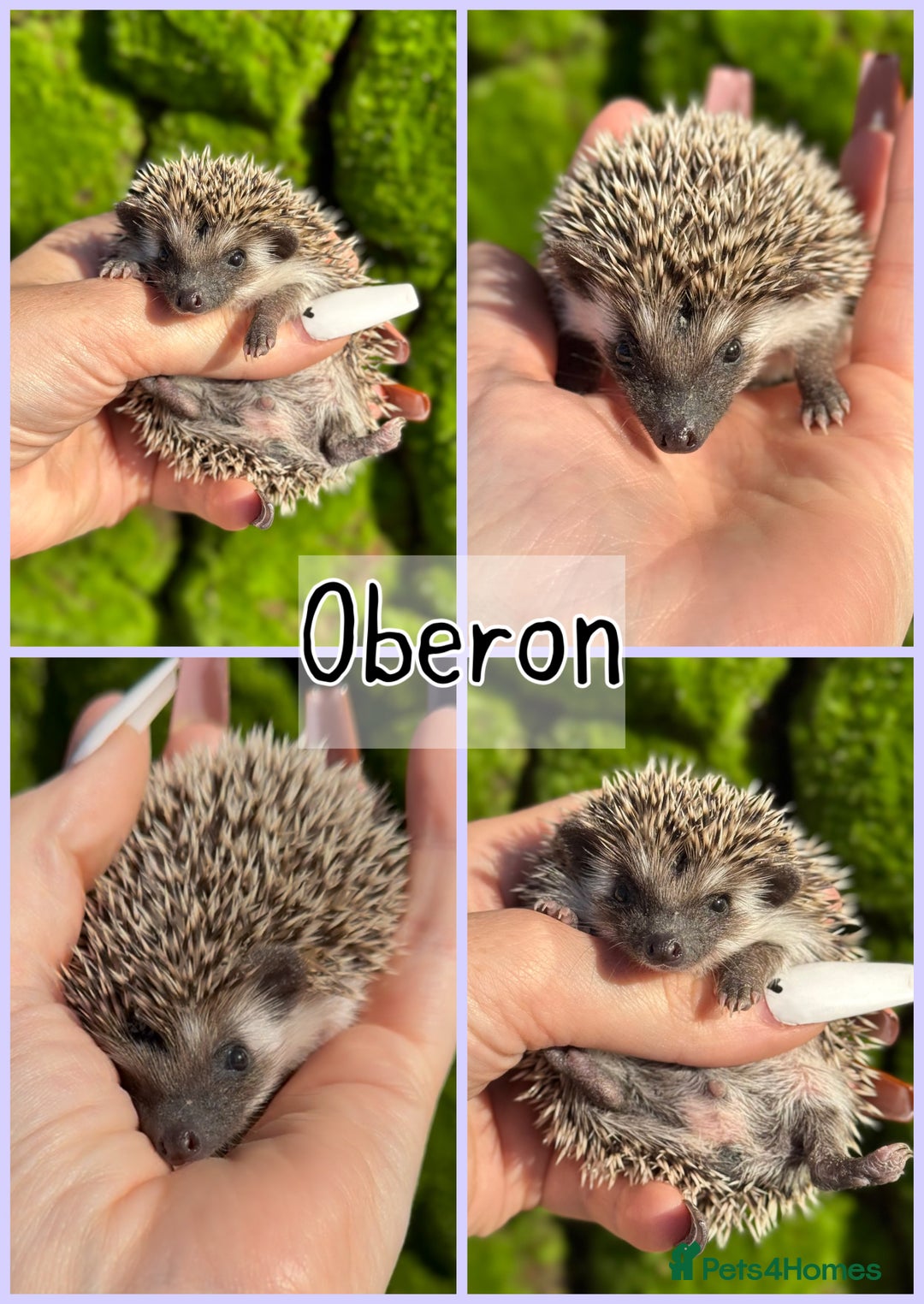 Pygmy Hedgehog rodents for sale: Beautiful African Pygmy Hedgehog Hoglets 💕 - Image 3
