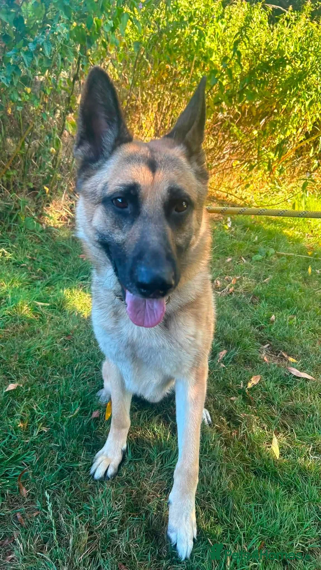 German Shepherd dogs for sale: Barley - Advert 2
