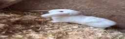 Mini Lop rabbits for sale: 5 beautiful bunnies for sale  - Advert 12