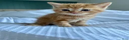 Ragdoll cats for sale: Handsome ragdoll x very affectionate, well handled - Advert 17
