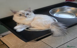 Ragdoll cats for sale: Ragdoll 6 months old - Image 7