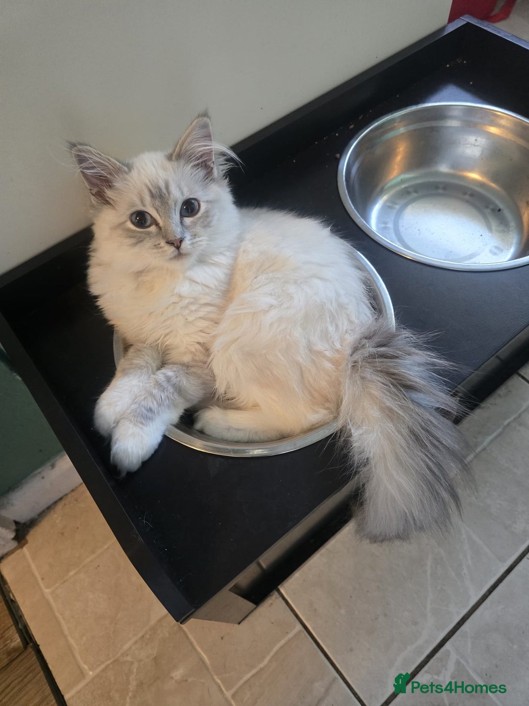 Ragdoll cats for sale: Ragdoll 6 months old - Image 7