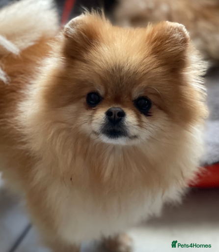 Gallery Image {{count}}