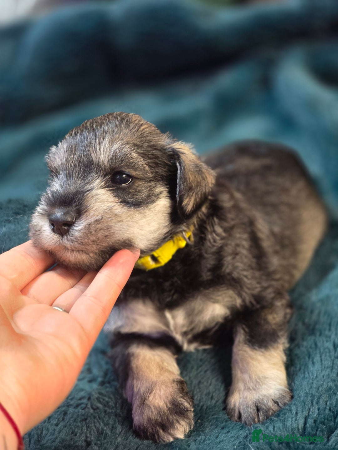 Miniature Schnauzer dogs for sale: 3 puppys left -KC - Miniature Schnauzer Puppies - Image 14